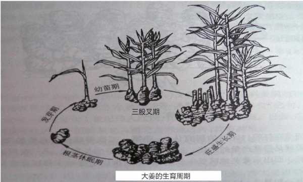 生姜生育阶段