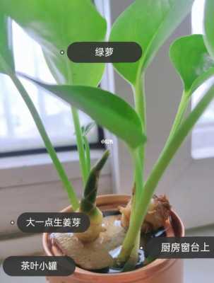 如何移植生姜-图2