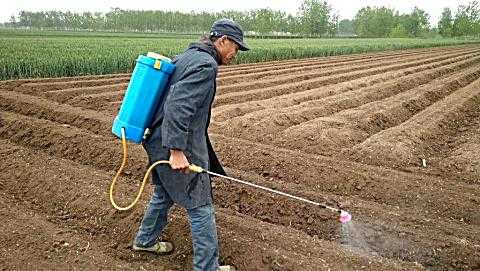 大棚里打除草剂能撒生姜吗