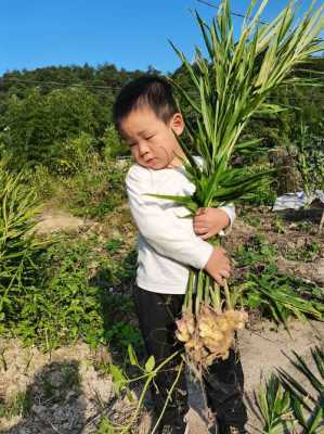 在南方秋天怎么种植生姜-图2