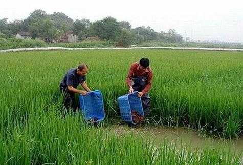 虾稻田可以种植生姜吗-图2