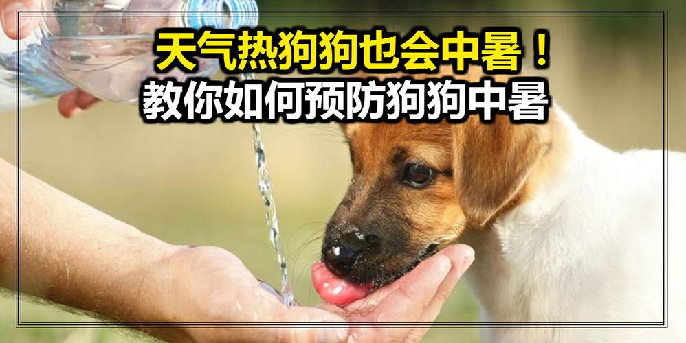 狗狗中暑可以喝生姜水吗-图3