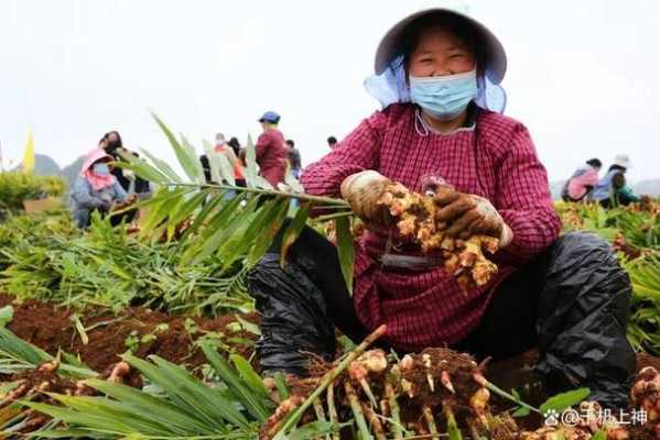 我国什么地方种生姜最多-图3