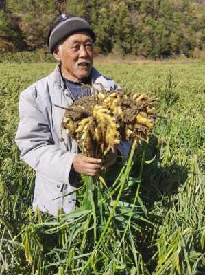 生姜自己种植