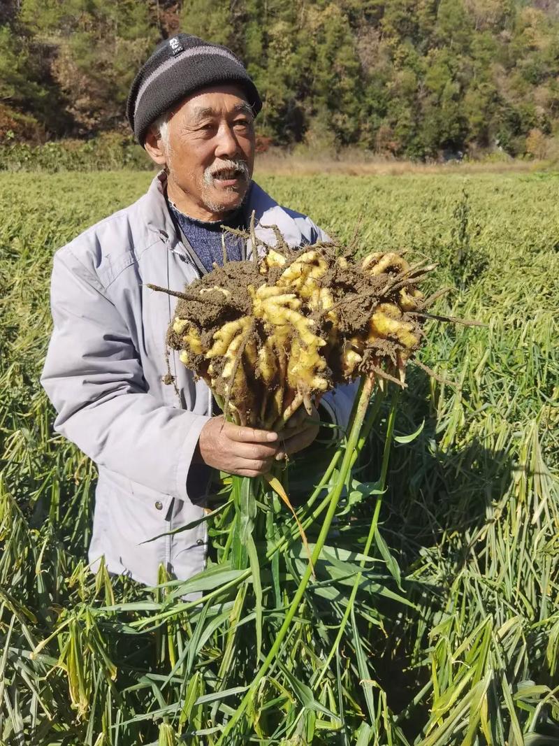 种生姜下载