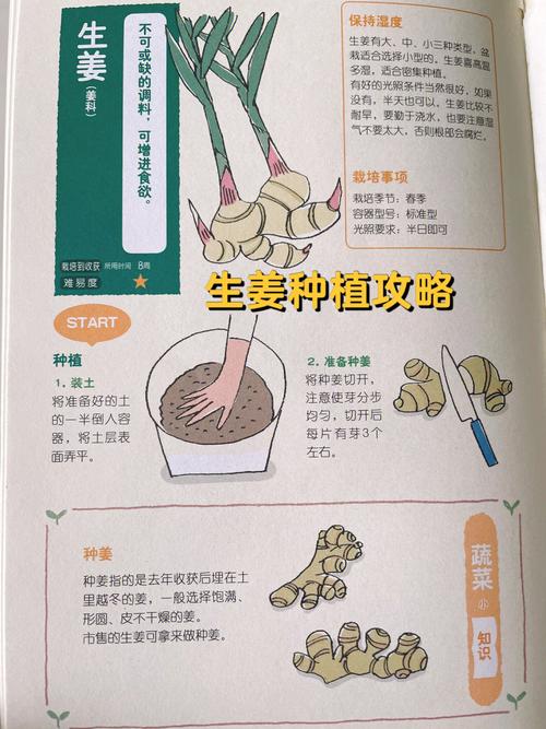 人工栽培生姜方法