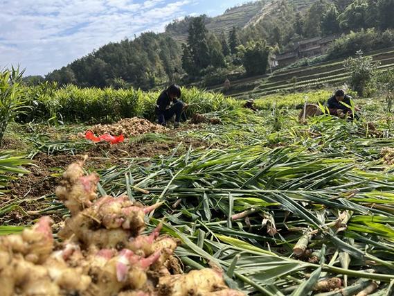 疫情情况种植生姜新闻-图2