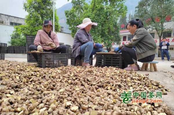 生姜与什么菜套种好