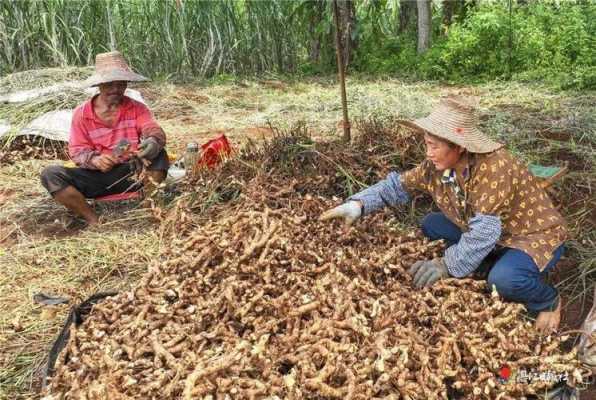 玉林哪里有收购生姜的地方-图1