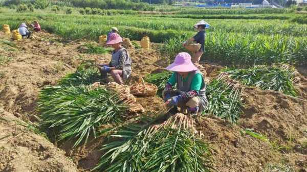 种植生姜下那个底肥-图3