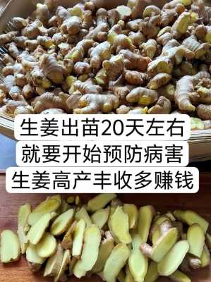 在家里怎么样种生姜视频-图1