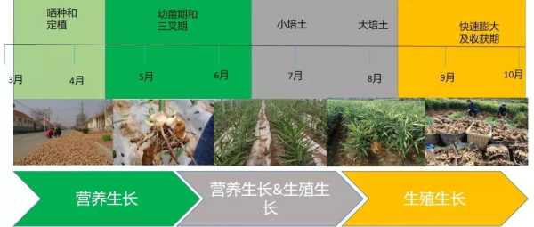 生姜种植距离与深浅关系-图1