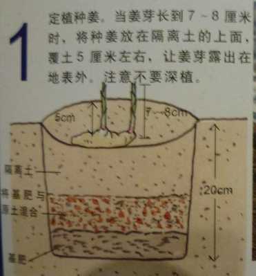 生姜种植方法跟时间表-图3